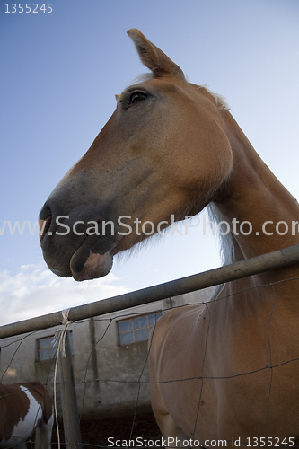 Image of Italian mare in pen