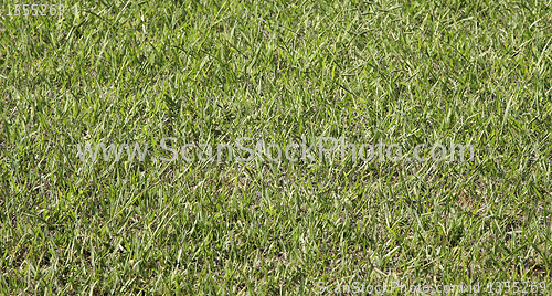 Image of Grass
