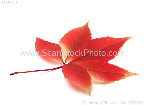 Image of Autumn virginia creeper leaves