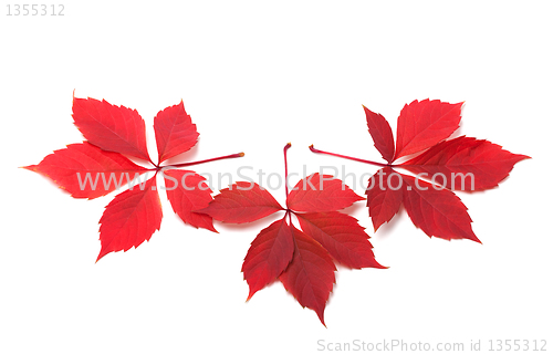 Image of Three red autumn virginia creeper leaves