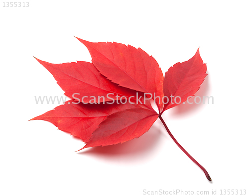 Image of Red autumn virginia creeper leaves isolated on white background