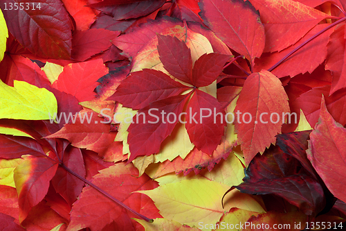 Image of Background of multicolor autumn leaves