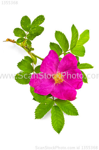 Image of Flower briar