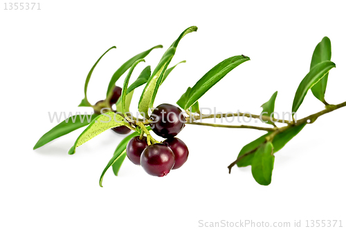 Image of Lingonberry with leaves