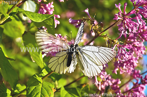 Image of Two butterflies on a lilac
