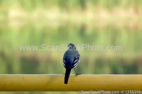Image of Wagtail on the tube