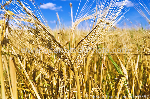 Image of Wheat ears against the blue sky