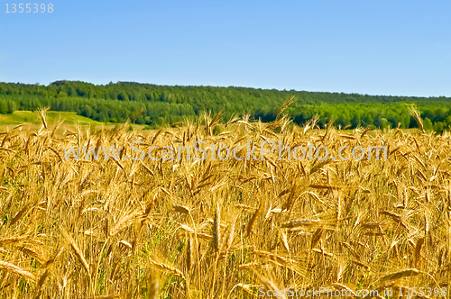 Image of Wheat field with forest