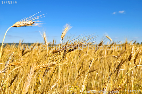 Image of Wheatfield