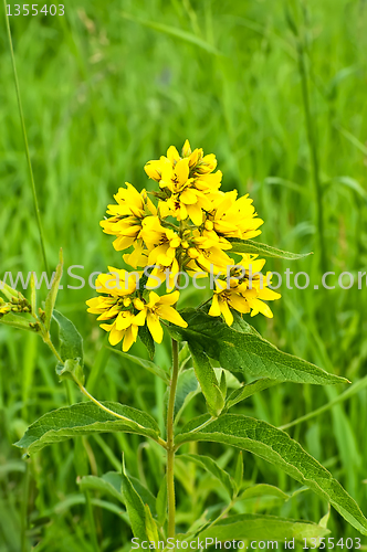 Image of Yellow flower