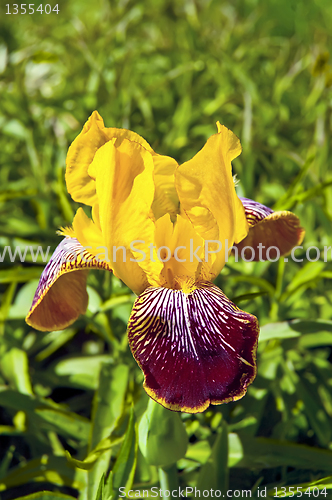 Image of Yellow iris