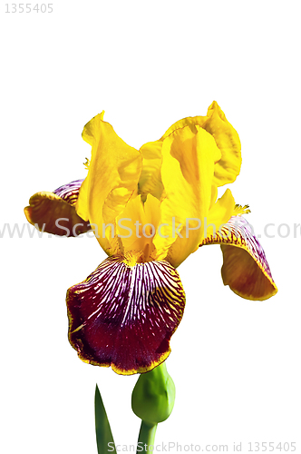 Image of Yellow iris on a white background