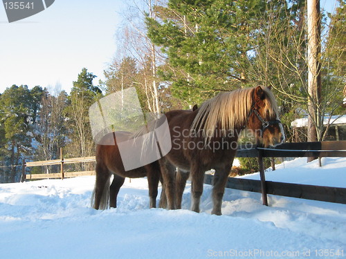 Image of Island horses