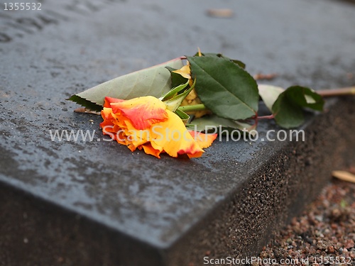 Image of Rose on a Grave