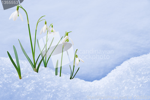 Image of Group of snowdrop flowers  growing in snow