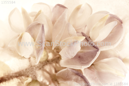 Image of Frozen flowers. blossoms in the ice cube