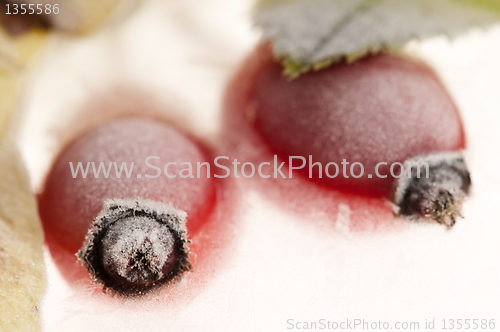 Image of Frozen rose hips