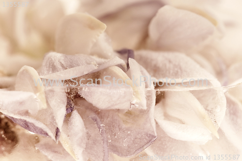 Image of Frozen flowers. blossoms in the ice cube