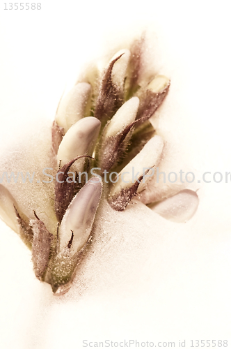 Image of Frozen flowers. blossoms in the ice cube