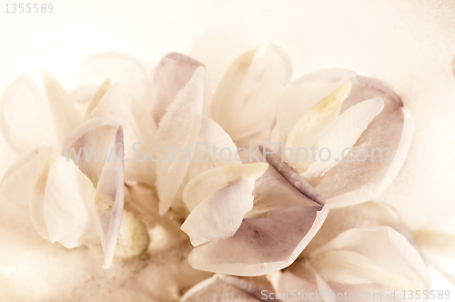 Image of Frozen flowers. blossoms in the ice cube