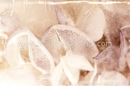 Image of Frozen flowers. blossoms in the ice cube