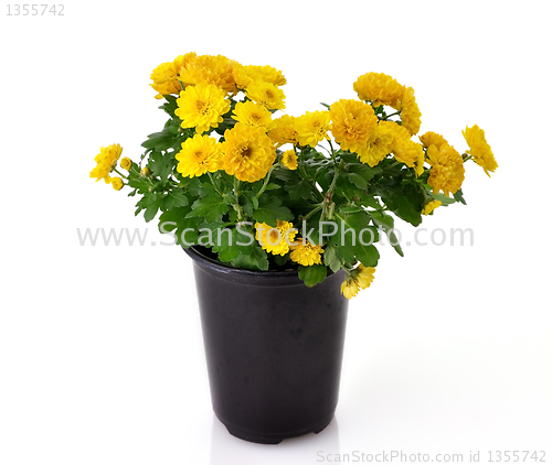 Image of chrysanthemum flowers