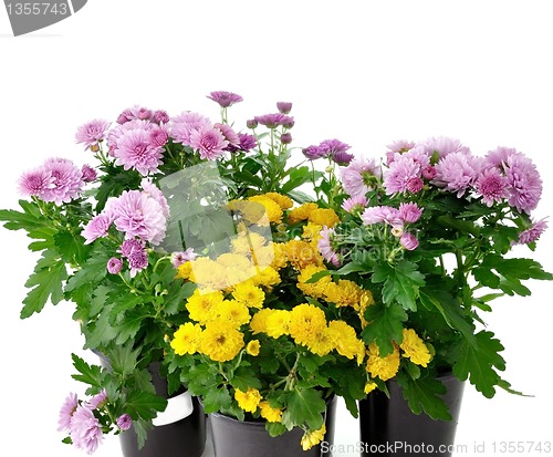 Image of chrysanthemum flowers