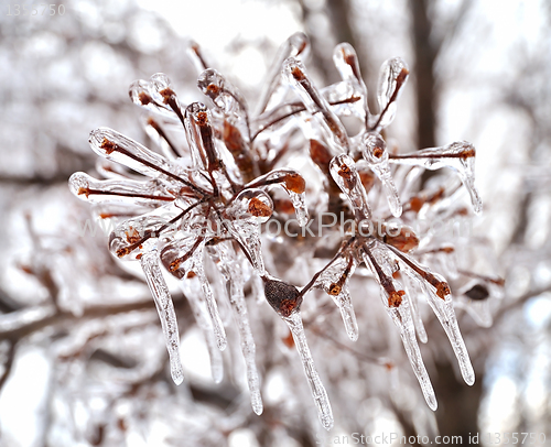 Image of ice on a tree branches 