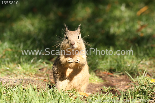 Image of Curious Squirrel standing