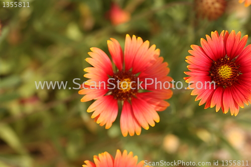 Image of Two Little yellow and red flower