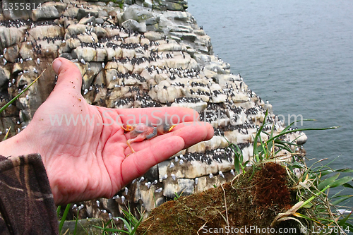 Image of nestling of razorbill opposite colony