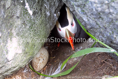 Image of hiding puffin (Fratercula) 4