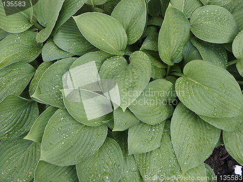 Image of Leaves