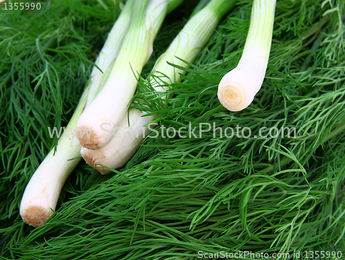 Image of Fresh green dill and onion.