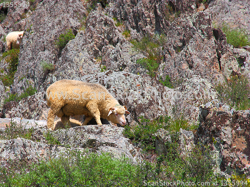 Image of A sheep is eating grass on a beautiful mountain