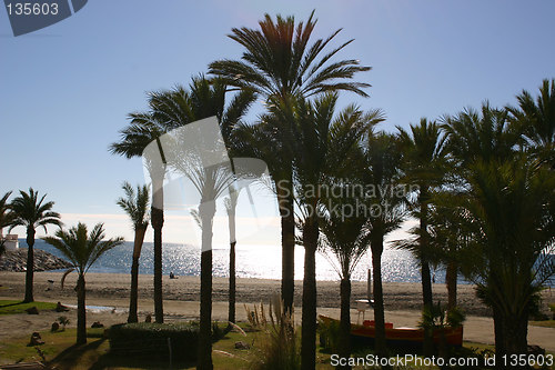 Image of palm trees on the beach