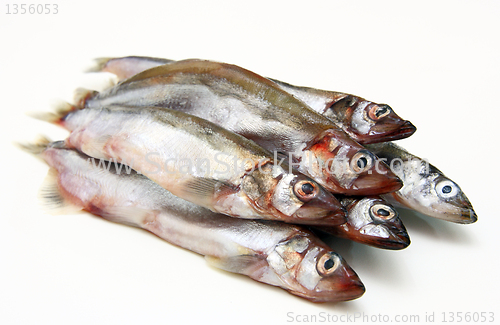 Image of Capelin fish isolated on the white background