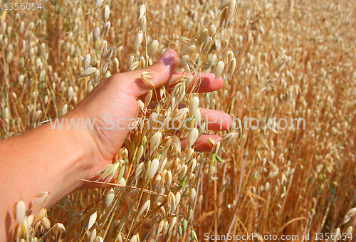 Image of hand holds the ear of oats