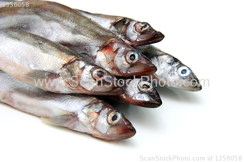 Image of Capelin fish isolated on the white background