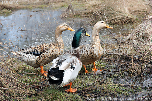 Image of Three beautiful ducks 