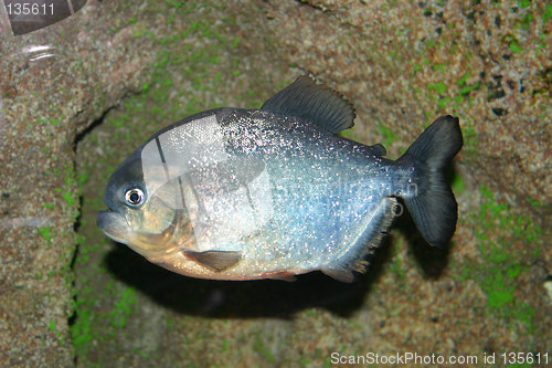 Image of piranha fish