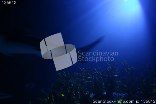 Image of shark abstract