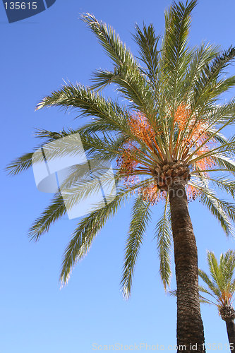 Image of palm tree