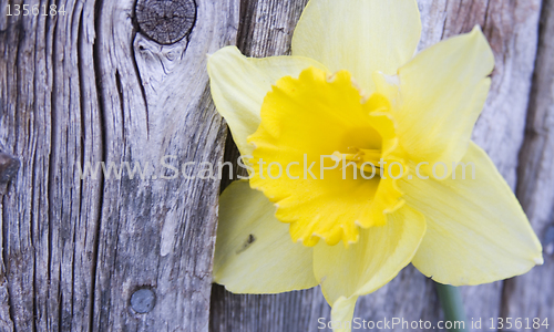 Image of Yellow Daffodil