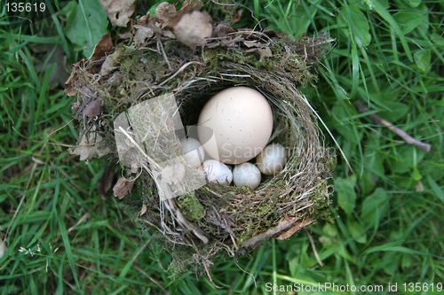 Image of Intruder in the nest