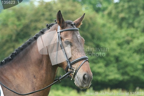 Image of Horses Head