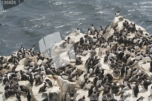 Image of Guillemot Colony