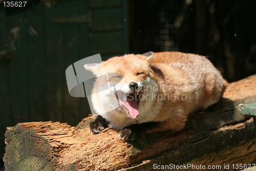 Image of Smiling Fox