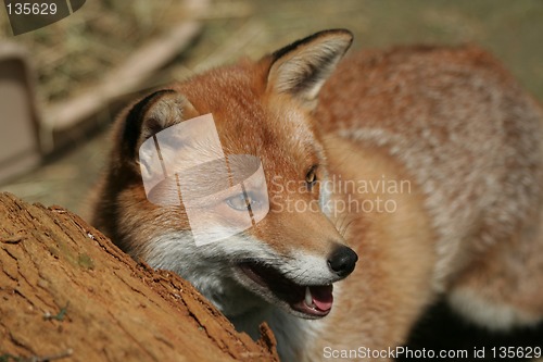 Image of Fox