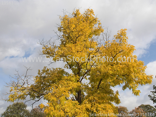 Image of A tree